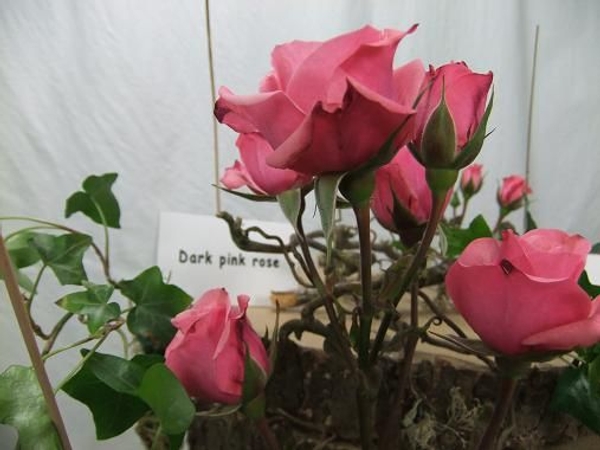 In Floriography datk pink roses means thankfulness. In Floriography datk pink roses means thankfulness.