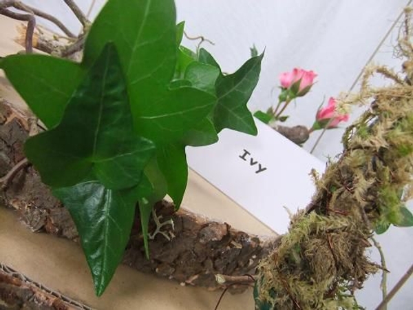In Floriography Ivy means friendship In Floriography Ivy means friendship