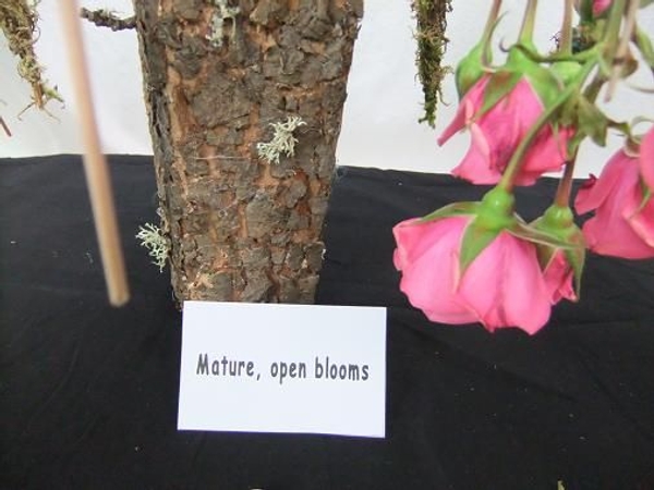 In Floriography Mature open blooms means gratitude and thankfulness. In Floriography Mature open blooms means gratitude and thankfulness.