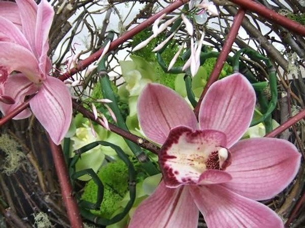 Orchids and Jasmin on a forest floor of dogwood. Orchids and Jasmin on a forest floor of dogwood.