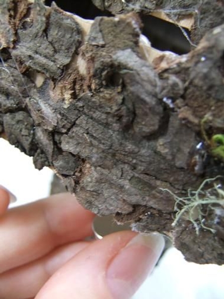 Place the smaller magnet behind the cardboard and bark log. Place the smaller magnet behind the cardboard and bark log.