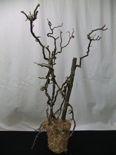 Twig armature as a permanent design in a container Twig armature as a permanent design in a container