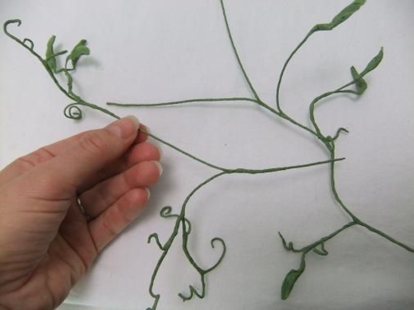 Buds, pods stems and and tendrils Buds, pods stems and and tendrils