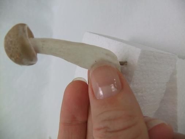 Press the mushroom into piece of polystyrene . Press the mushroom into piece of polystyrene .