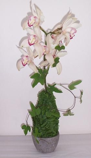 A stem of Boat Orchids. A stem of Boat Orchids.