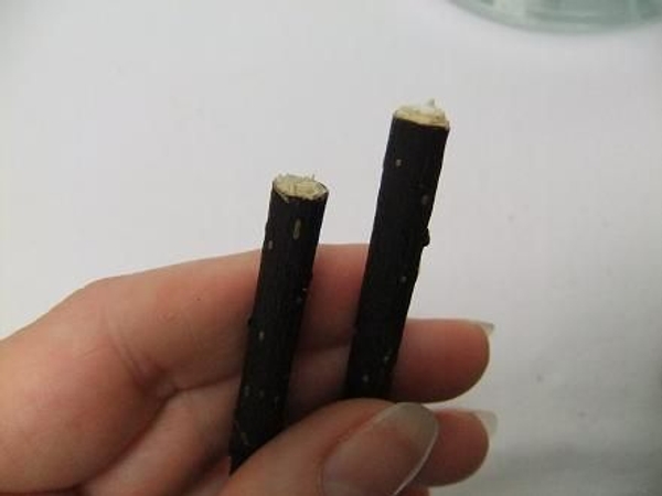Break the sturdy twig on the scribed line. Break the sturdy twig on the scribed line.