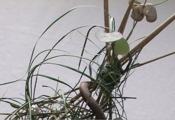 Cover the bind wire with ripped flax. Cover the bind wire with ripped flax.