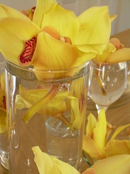 Cymbidium Cymbidium