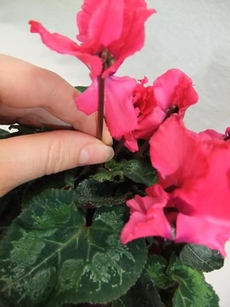 Firmly tuck the Cyclamen flower or leaf from the plant. Firmly tuck the Cyclamen flower or leaf from the plant.