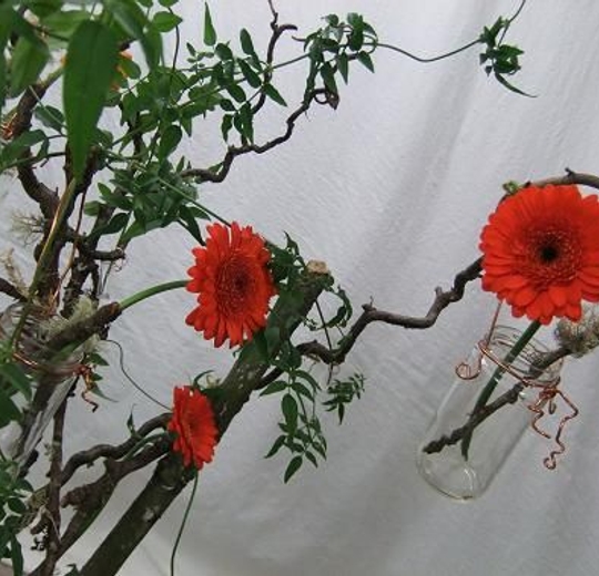 Gerbera - Transvaal Daisy, Gerbera Daisy, Germini Gerbera - Transvaal Daisy, Gerbera Daisy, Germini