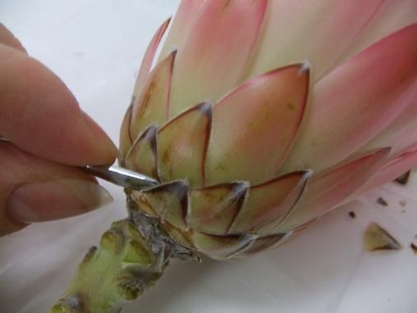 Gently lift the petals with a nail cuticle pusher. Gently lift the petals with a nail cuticle pusher.