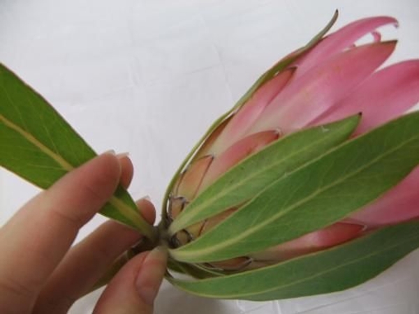 Gently remove the green foliage. Gently remove the green foliage.