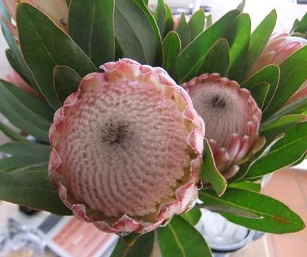 Protea Protea