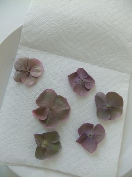 Microwave dried hydrangeas. Microwave dried hydrangeas.