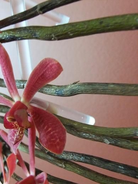 Orchids in straws Orchids in straws