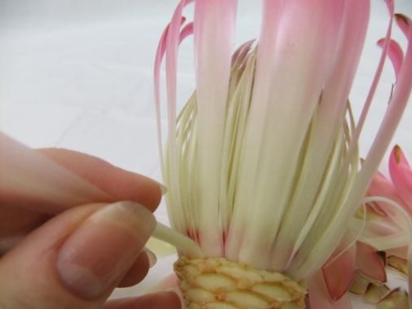 Peel away the last of the pink petals. Peel away the last of the pink petals.