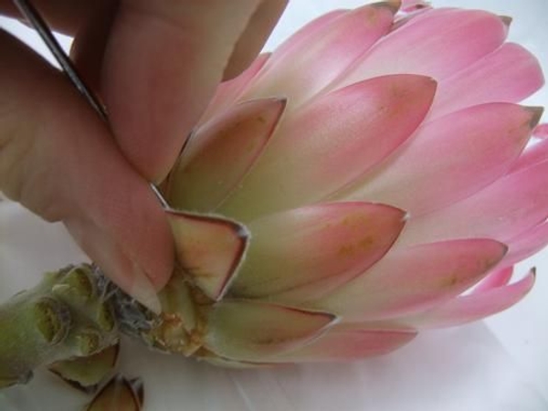 Peel the tepals and bracts from the Protea. Peel the tepals and bracts from the Protea.