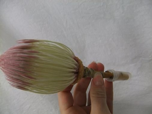 Place the peeled flower head in a test tube to hydrate. Place the peeled flower head in a test tube to hydrate.