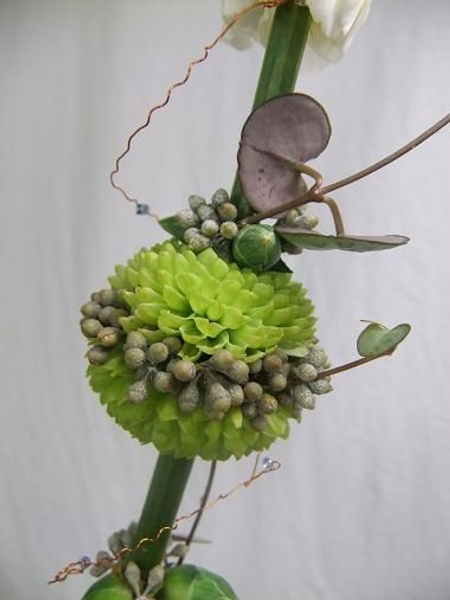 Ceropegia woodii - Rosary vine, Chain of Hearts, Collar of hearts and String of hearts Ceropegia woodii - Rosary vine, Chain of Hearts, Collar of hearts and String of hearts