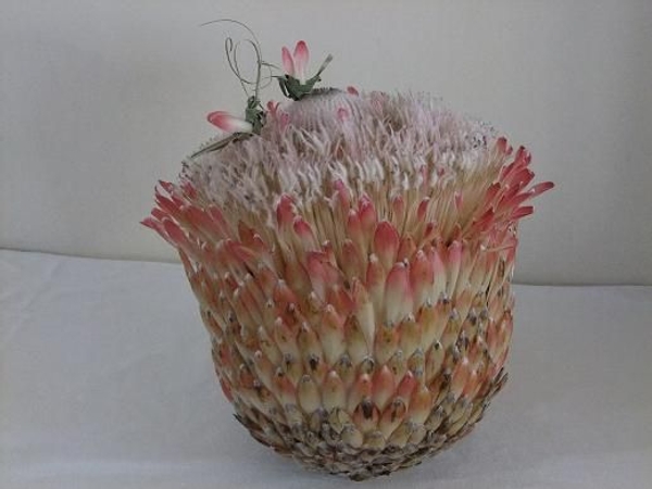 Protea Composite made out of 9 Protea flowers Protea Composite made out of 9 Protea flowers