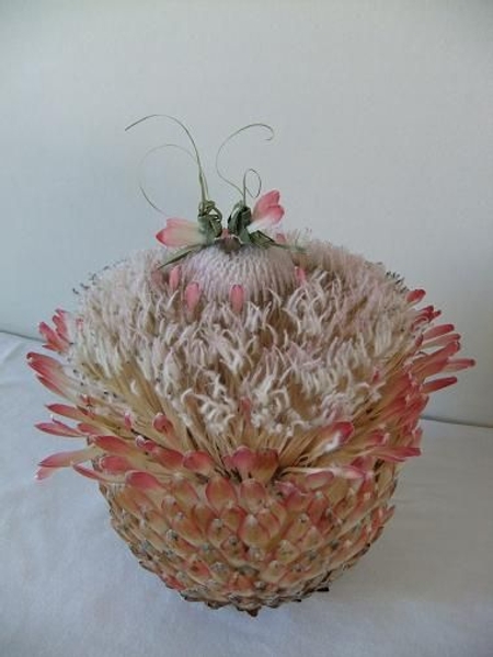 Protea orb. Protea orb.