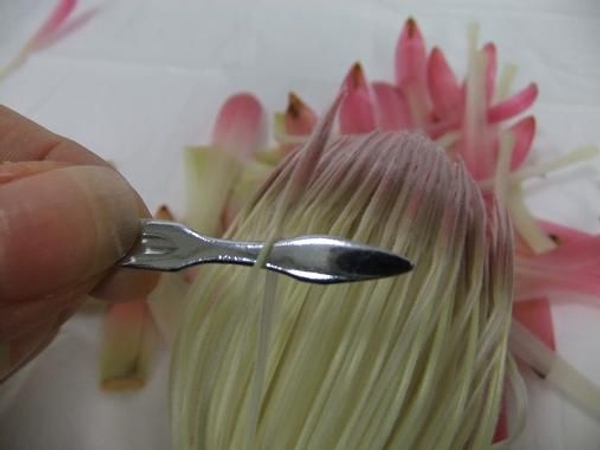 Remove the tepals and bracts from a protea to create a large composite flower. Remove the tepals and bracts from a protea to create a large composite flower.