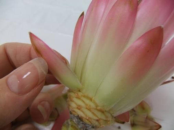 Remove the tepals and bracts in the direction the flower grows. Remove the tepals and bracts in the direction the flower grows.