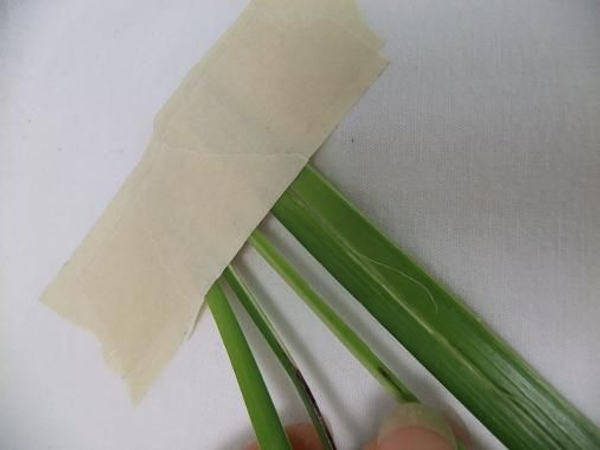 Tape the leaf to your working surface. Tape the leaf to your working surface.