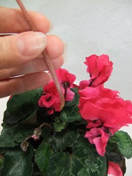 The Cyclamen stem will break clean without damaging the tuber. The Cyclamen stem will break clean without damaging the tuber.