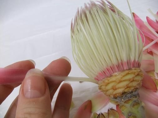 The flower head is almost ready to start the large composite flower.