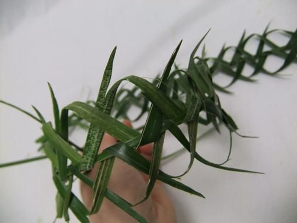 Weaving a crown of thorns from palm leaves. Weaving a crown of thorns from palm leaves.