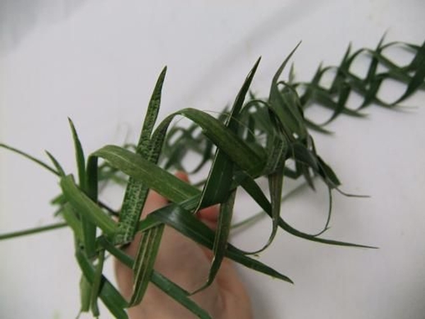 Weaving a crown of thorns from palm leaves.