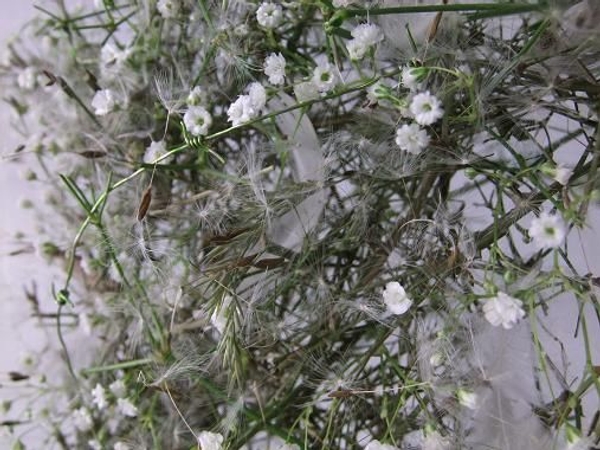 Dandelion seeds and baby’s breath star Dandelion seeds and baby’s breath star