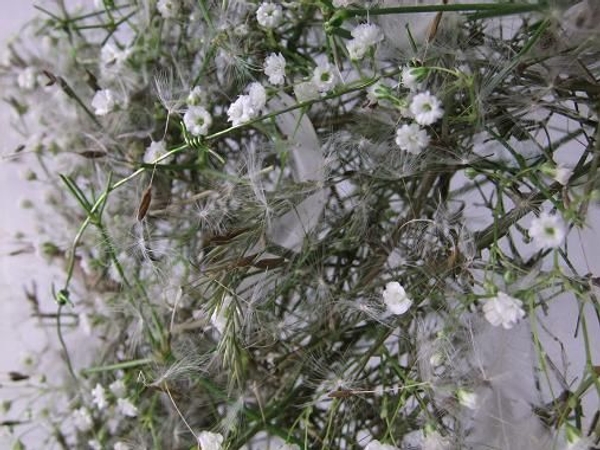 Dandelion seeds and baby’s breath star.