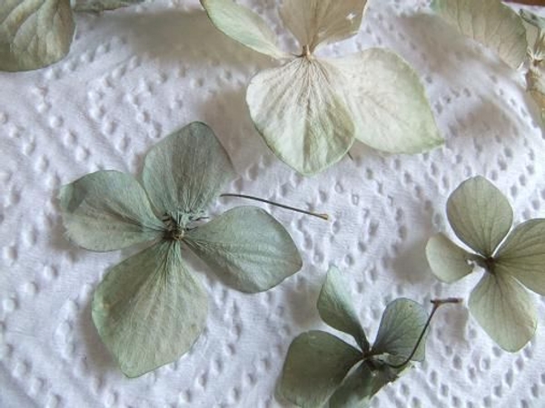 Dried Hydrangeas Dried Hydrangeas