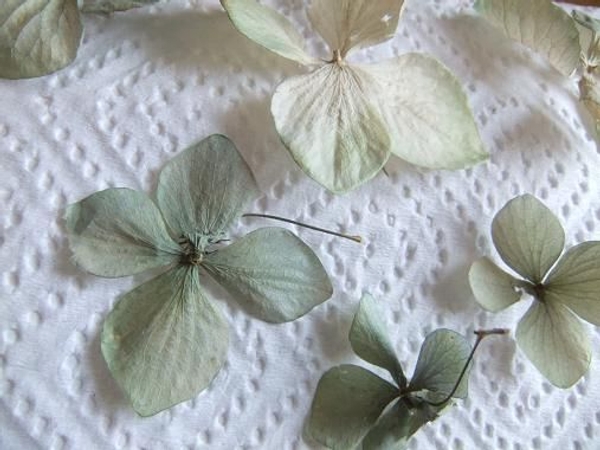 Dried Hydrangeas