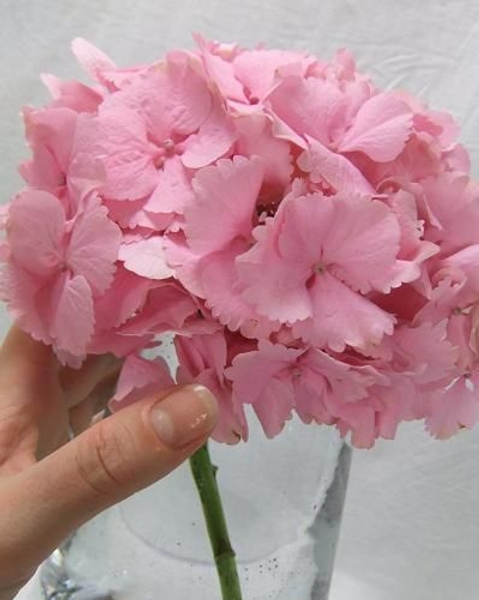 Drying Hydrangeas.