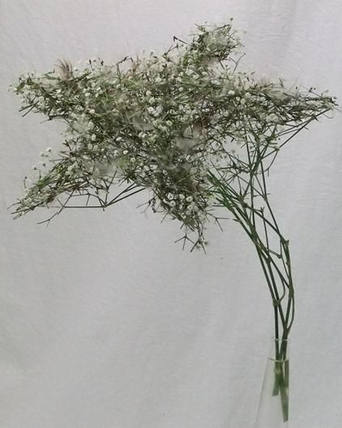 Floral Art design Gypsophila and Dandelion shooting star. Floral Art design Gypsophila and Dandelion shooting star.