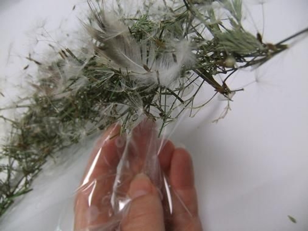 Glue in the dandelion seeds and light feathers and remove the plastic when dry. Glue in the dandelion seeds and light feathers and remove the plastic when dry.