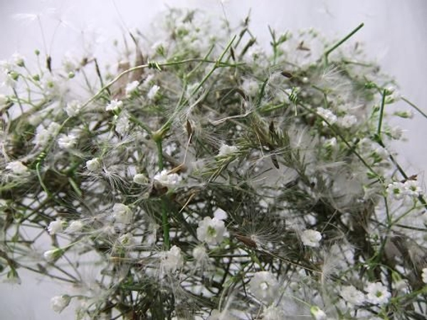 Glue in the dandelion seeds to make sure they dont blow away. Glue in the dandelion seeds to make sure they dont blow away.