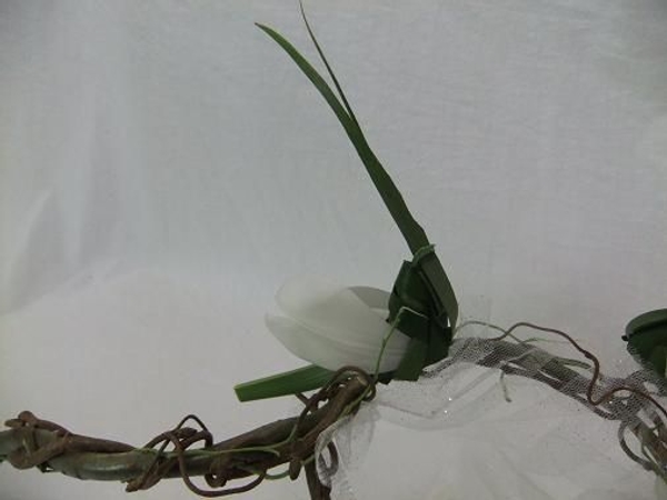 Palm leaf butterfly on the net.