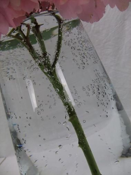Place the hydrangea stem in deep water. Place the hydrangea stem in deep water.