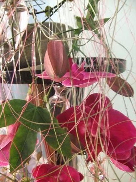 Royal purple orchids and closed drop shaped passion fruit buds. Royal purple orchids and closed drop shaped passion fruit buds.