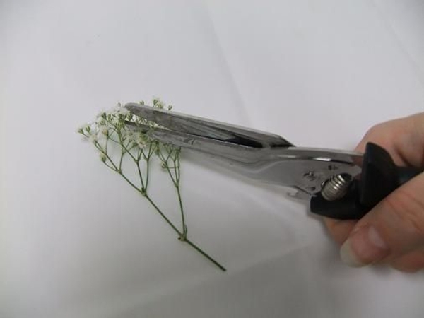Snip the gypsophila flowers from the stems. Snip the gypsophila flowers from the stems.