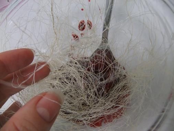 Soak the dry sisal fibers in the purple berry juice. Soak the dry sisal fibers in the purple berry juice.