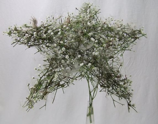 Wish Upon a Dandelion Star. Wish Upon a Dandelion Star.