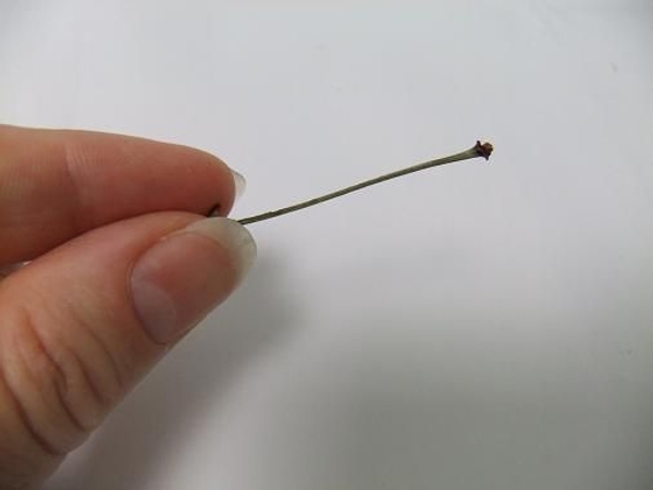 A perfectly straight stem. A perfectly straight stem.