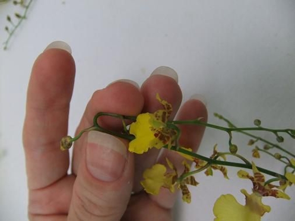 Bending an Oncidium orchid stem without breaking it . Bending an Oncidium orchid stem without breaking it .