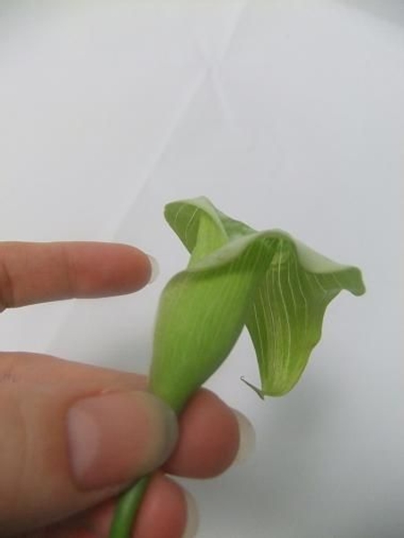 Calla lily with the spathe folded over. Calla lily with the spathe folded over.
