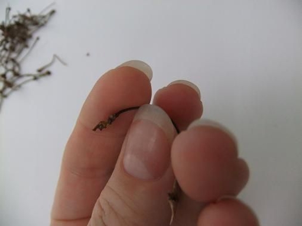 Cushion the twig with the pad of your finger. Cushion the twig with the pad of your finger.